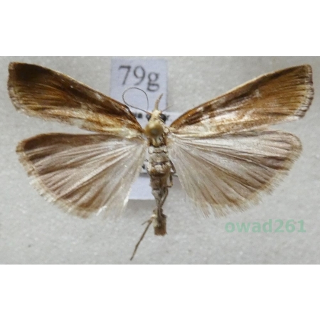 Agriphila tristella (Denis & Schiffermüller, 1775) Wachlarzyk zmienny Czech79g